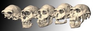 Dmanisi skulls 1 - 5