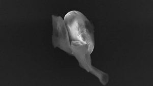 biologicalentitiesfromthestratosphere-1-762x428