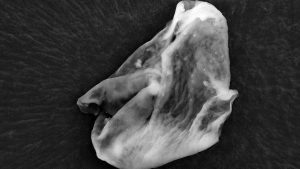 biologicalentitiesfromthestratosphere2-1-762x428