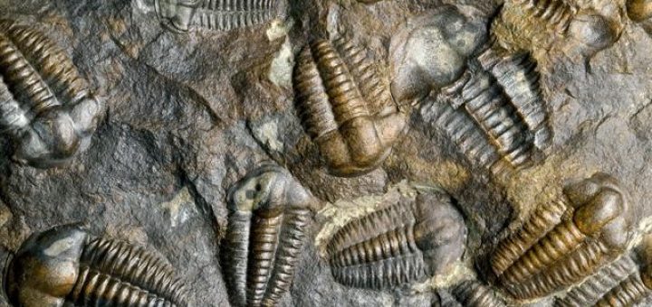 انفجار کامبرین