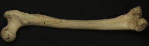 homo-heidelbergensis-thigh-bone (1)