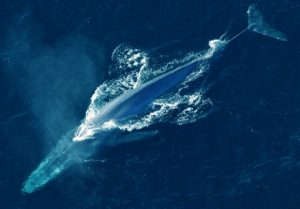 image_2520-Blue-Whale