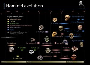 timeline-of-hominid-evolution_517f2065cdb2b_w1500