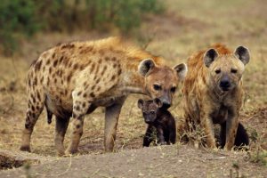 worst-adaptations-11