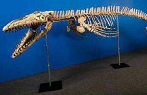 22mosasaurus_auction