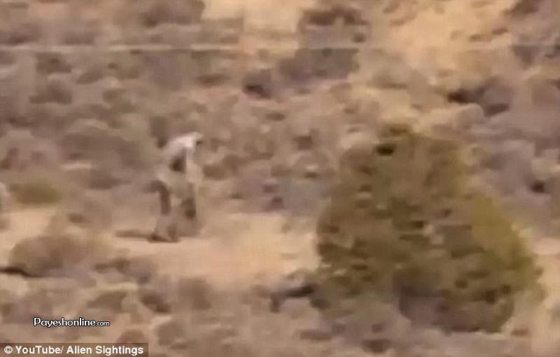 موجودی عجیب و ناشناخته در صحرای پرتغال دیده شد