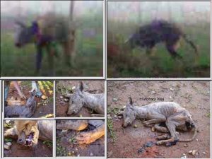 641839_texas_chupacabra