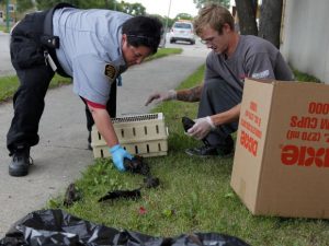 Local Input~ Over 60 dead birds were discovered on King Street between Jarvis and Dufferin today. Several live birds were picked up by the Humane Society, left, and the rest were taken to the dump by a a city animal disposal contractor. About 20 of the birds were found on top on the Ma Mawi Wi Chi Itata Centre Inc. building at 445 King Street. BORIS MINKEVICH / WINNIPEG FREE PRESS. August 7, 2013