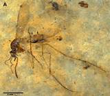 Culiseta lemniscata + Culiseta kishenehn.fimaile