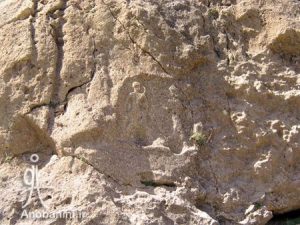 Sarpol-Anobanini-006