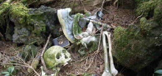 جنگلِ های نفرین شده