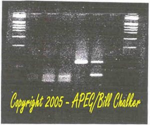 ccr5deletionsequence