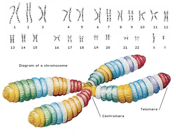پژوهشی درباره پیشینه DNA ، سومریان و DNA