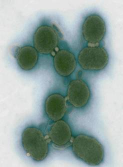 پژوهشی درباره پیشینه DNA ، سومریان و DNA