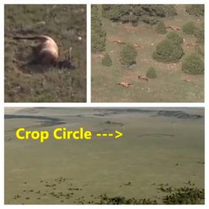 f88df-ufoufossightingssightingnewselkdieoffnewmexicocropcirclealienaliensetspacenasatopsecretabductioncattlemutilationexperiment