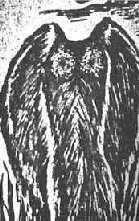 موفمن (Mothman)