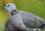 turtledove