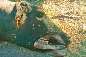 ufo-ufos-sighting-cow argentina