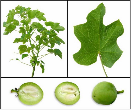 تولید سوخت جت از یک گیاه روغنی