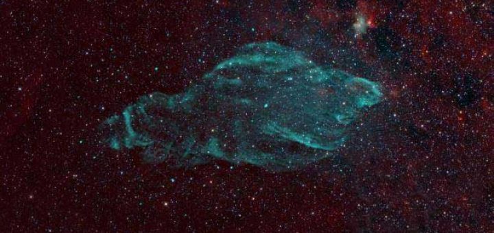 رصد گاو دريايي