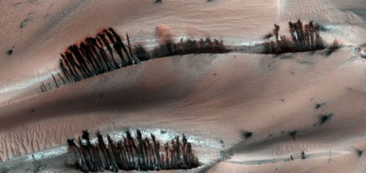 درختان سیاره مریخ