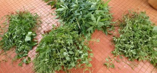 با علف هرز برق تولید کنید!