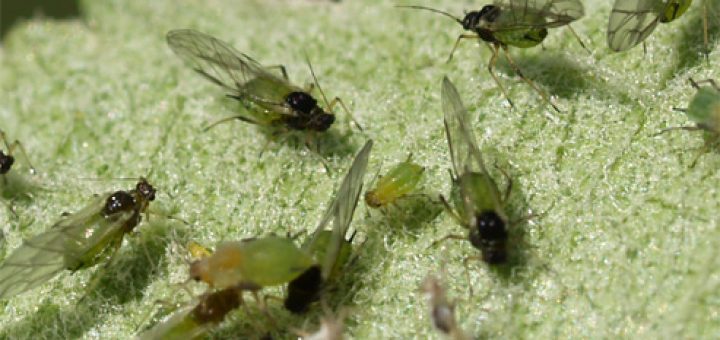 شته سبز سیب