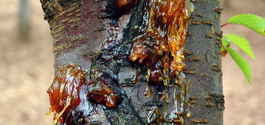 شانکر باکتریایی