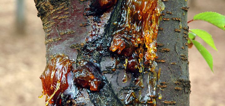 شانکر باکتریایی