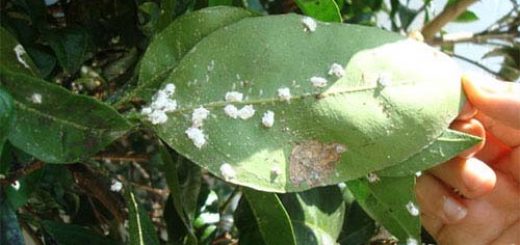 آفات مهم مرکبات