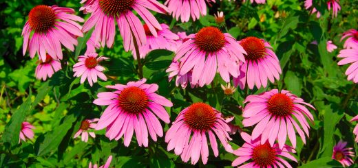 اکیناسه یا سرخار گل