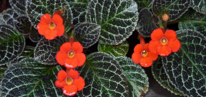 بنفشه آتشین