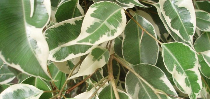 پرورش گیاه بنجامین