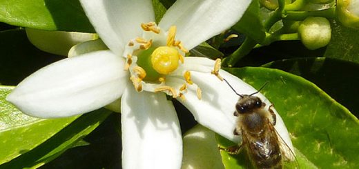 گلدهی و تشکیل میوه در مرکبات