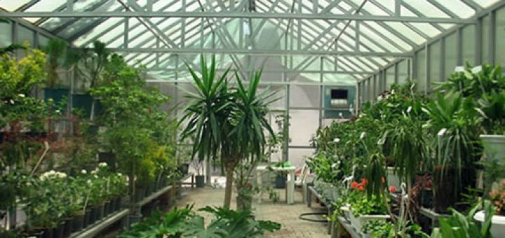 نخل های زینتی