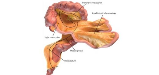 ارگان جدیدی در بدن انسان