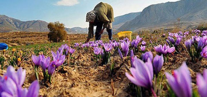 داشت و برداشت زعفران