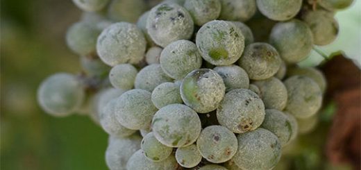 سفیدک پودری انگور