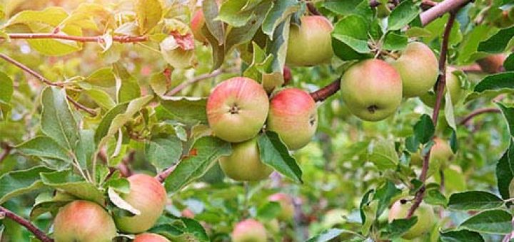 عناصر ریزمغزی