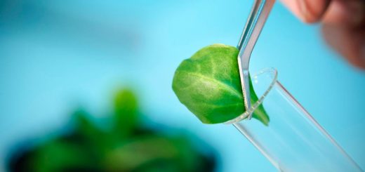 مهندسی کشاورزی