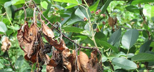 بیماری آتشک