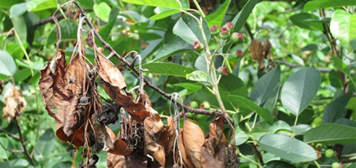 بیماری آتشک