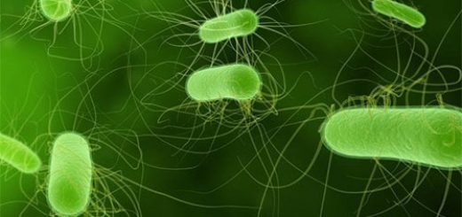 باکتری بی تی