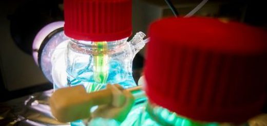 برق بیولوژیک