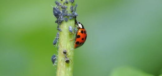 آفات کشاورزی