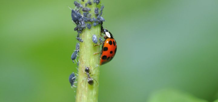 آفات کشاورزی