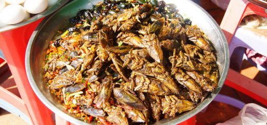 غذای آینده انسان حشرات