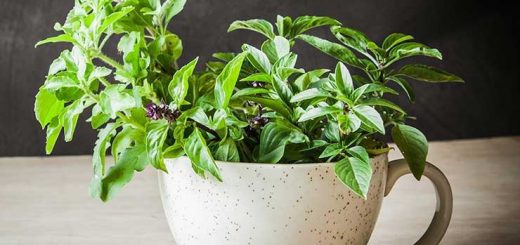 ریحان غذاهای ضد سرطان