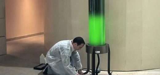 انرژی گرفتن لامپ از جلبک