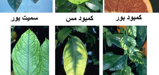 کمبود مواد غذایی در گیاهان